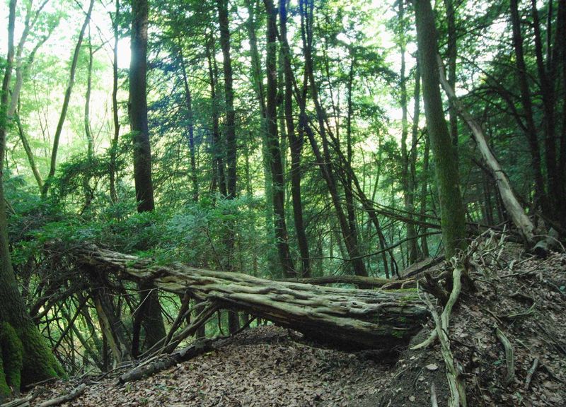 Bild Naturwaldreservat Eibenwald
