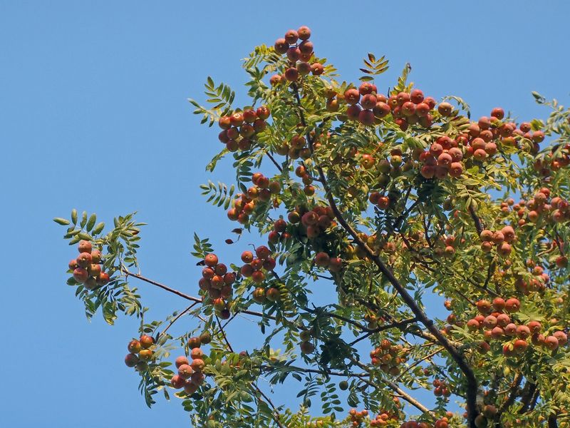 Speierlingsfrüchte (Sorbus domestica), Bild Andreas Rudow, ETHZ