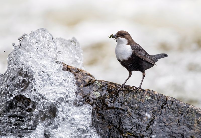 Wasseramsel - Vogel des Jahres 2017, Bild Michael Gerber, SVS/BirdLife Schweiz